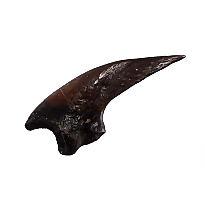 griffe de dinosaure théropode indét. - Maastrichtien (Sud Dakota)