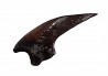 griffe de dinosaure théropode indét. - Maastrichtien (Sud Dakota)