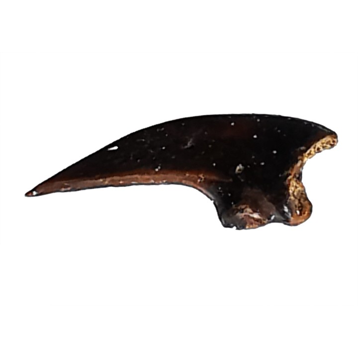 theropod dinosaur claw (indet.) - Maastrichtian (South Dakota)
