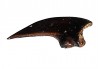 griffe de dinosaure théropode indét. - Maastrichtien (Sud Dakota)