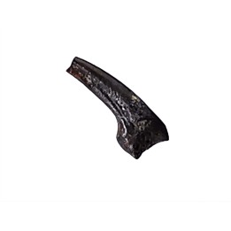 theropod dinosaur claw (indet.) - Maastrichtian (South Dakota)