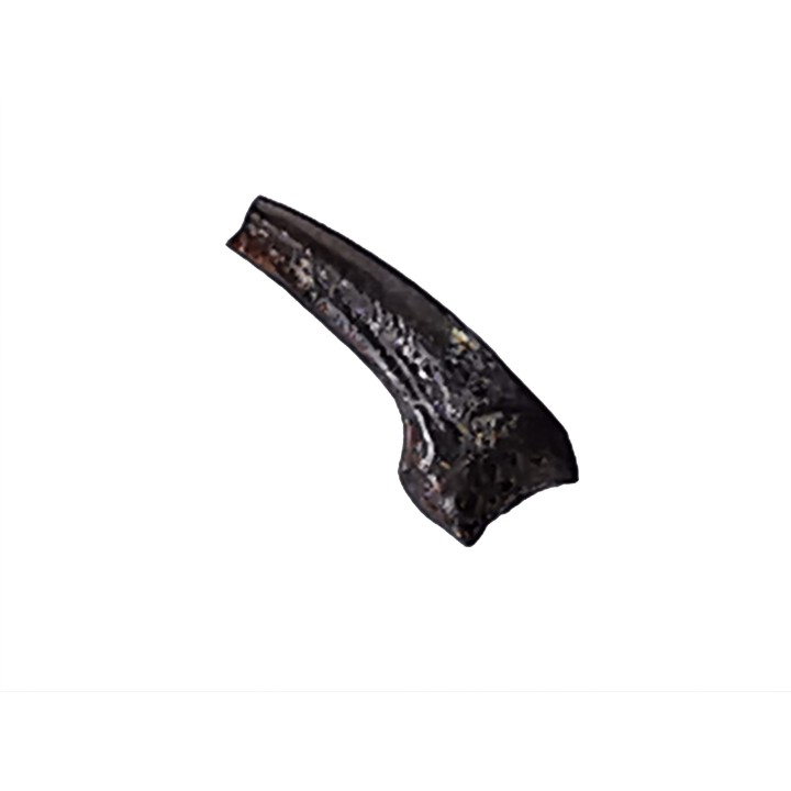 theropod dinosaur claw (indet.) - Maastrichtian (South Dakota)