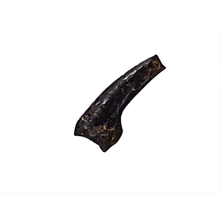 theropod dinosaur claw (indet.) - Maastrichtian (South Dakota)