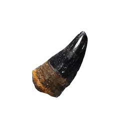 dinosaur tooth (theropod) Sauronitholestes langstoni - Maastrichtian (South Dakota)
