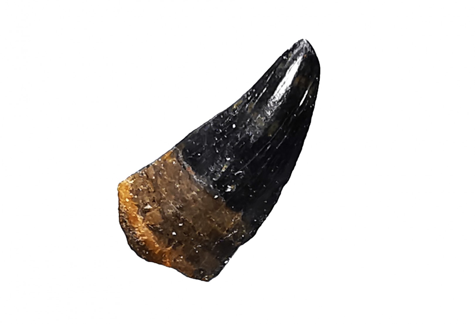 dent de dinosaure théropode Sauronitholestes langstoni - Maastrichtien (Sud Dakota)