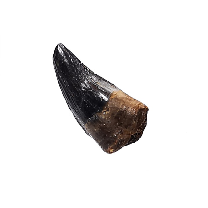 dent de dinosaure théropode Sauronitholestes langstoni - Maastrichtien (Sud Dakota)