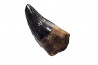 dinosaur tooth (theropod) Sauronitholestes langstoni - Maastrichtian (South Dakota)
