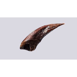 theropod dinosaur claw (indet.) - Maastrichtian (South Dakota)