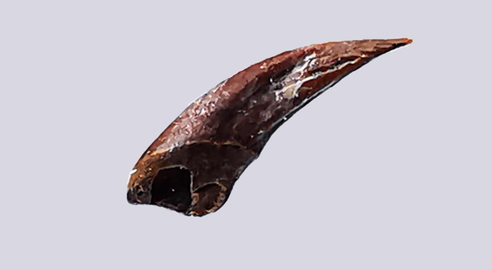 griffe de dinosaure théropode indét. - Maastrichtien (Sud Dakota)