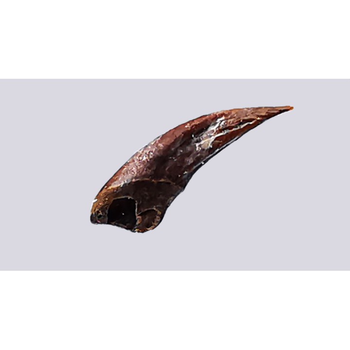 theropod dinosaur claw (indet.) - Maastrichtian (South Dakota)