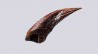 theropod dinosaur claw (indet.) - Maastrichtian (South Dakota)