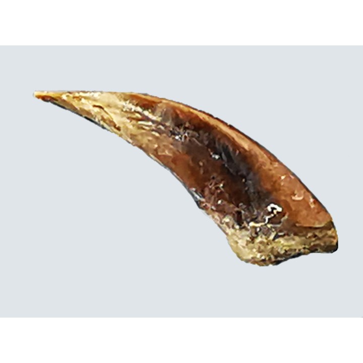 griffe de dinosaure théropode indét. - Maastrichtien (Sud Dakota)