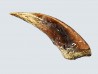 theropod dinosaur claw (indet.) - Maastrichtian (South Dakota)