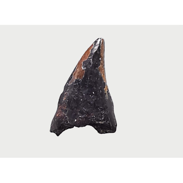 dent de dinosaure théropode Sauronitholestes langstoni - Maastrichtien (Sud Dakota)