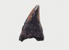 dinosaur tooth (theropod) Sauronitholestes langstoni - Maastrichtian (South Dakota)