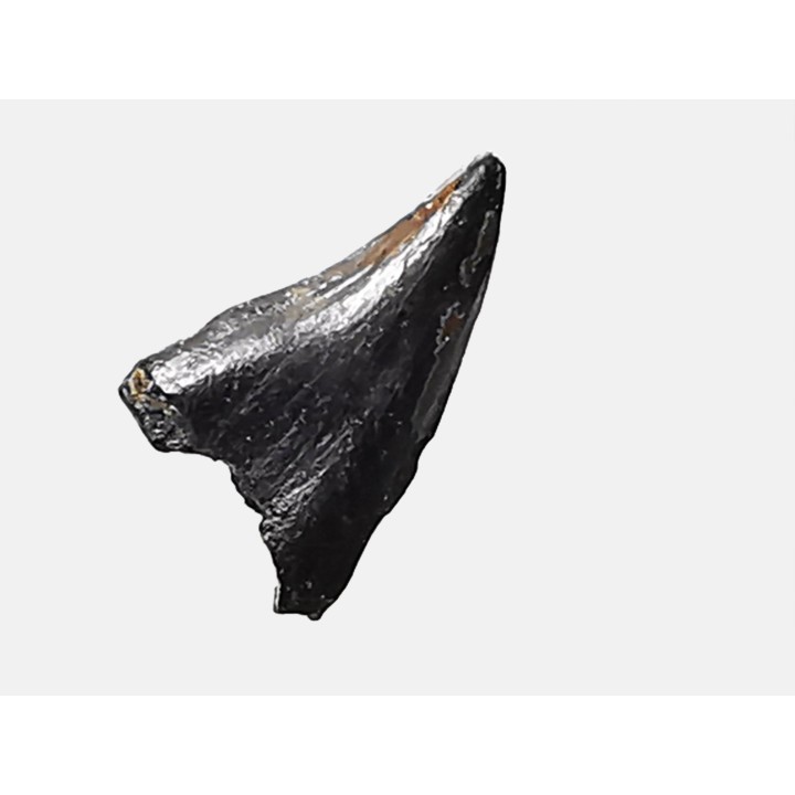 dinosaur tooth (theropod) Sauronitholestes langstoni - Maastrichtian (South Dakota)