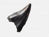 dinosaur tooth (theropod) Sauronitholestes langstoni - Maastrichtian (South Dakota)