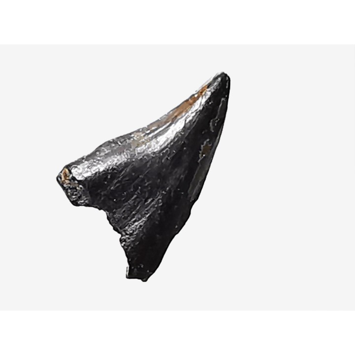 dent de dinosaure théropode Sauronitholestes langstoni - Maastrichtien (Sud Dakota)