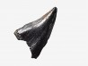 dinosaur tooth (theropod) Sauronitholestes langstoni - Maastrichtian (South Dakota)
