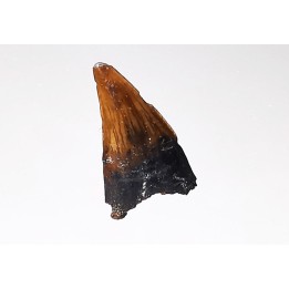 dinosaur tooth (theropod) Sauronitholestes langstoni- Maastrichtian (South Dakota)