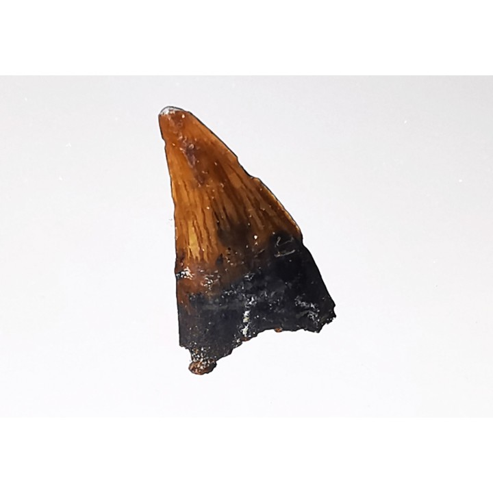 dent de dinosaure théropode Sauronitholestes langstoni- Maastrichtien (Sud Dakota)
