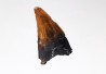 dinosaur tooth (theropod) Sauronitholestes langstoni- Maastrichtian (South Dakota)