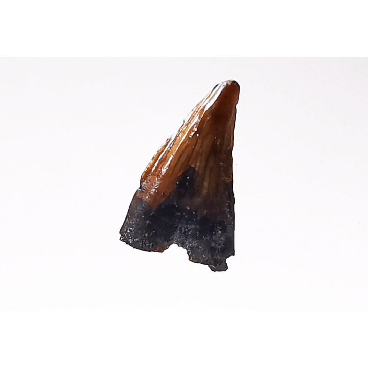dinosaur tooth (theropod) Sauronitholestes langstoni- Maastrichtian (South Dakota)