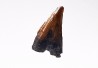 dinosaur tooth (theropod) Sauronitholestes langstoni- Maastrichtian (South Dakota)
