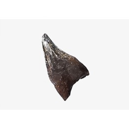 dinosaur tooth (theropod) Sauronitholestes langstoni- Maastrichtian (South Dakota)