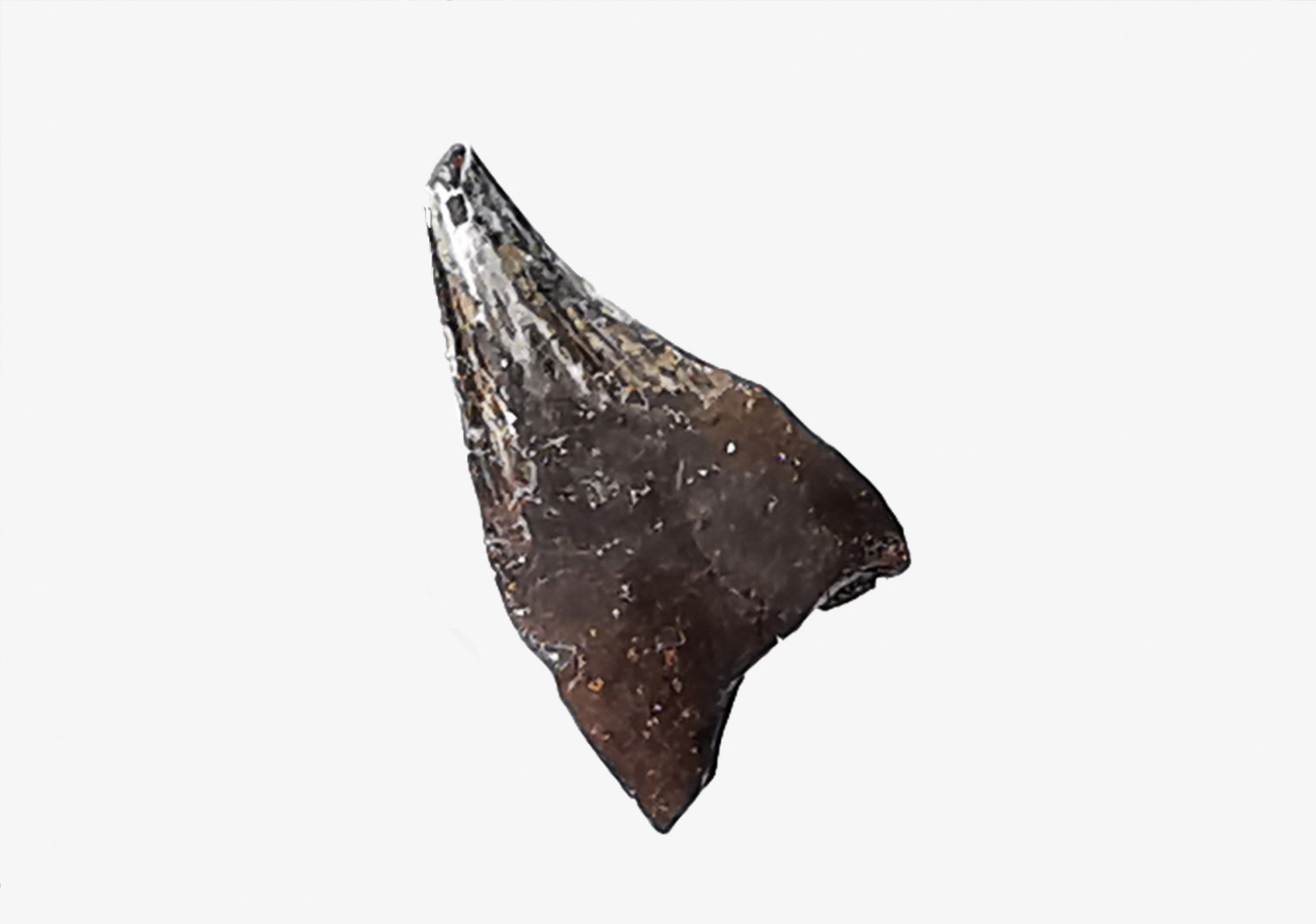 dent de dinosaure théropode Sauronitholestes langstoni - Maastrichtien (Sud Dakota)