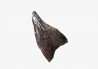 dinosaur tooth (theropod) Sauronitholestes langstoni- Maastrichtian (South Dakota)