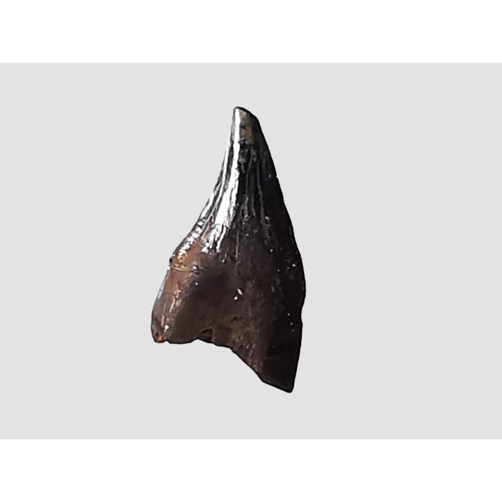 dent de dinosaure théropode Sauronitholestes langstoni - Maastrichtien (Sud Dakota)