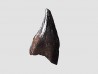 dinosaur tooth (theropod) Sauronitholestes langstoni- Maastrichtian (South Dakota)