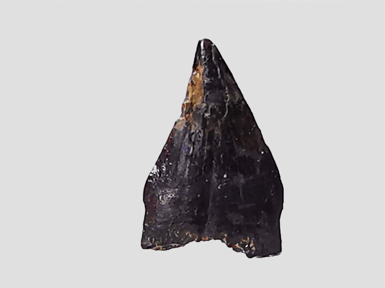 dinosaur tooth (theropod) Sauronitholestes langstoni - Maastrichtian (South Dakota)