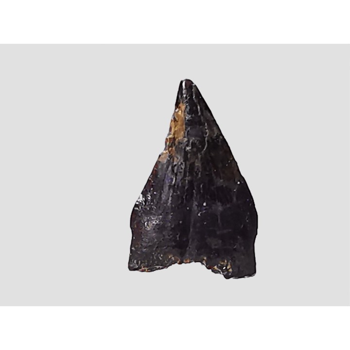 dent de dinosaure théropode - Sauronitholestes langstoni - Maastrichtien (Sud Dakota)