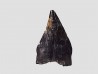 dent de dinosaure théropode - Sauronitholestes langstoni - Maastrichtien (Sud Dakota)