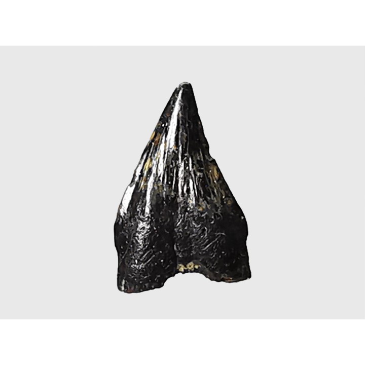 dinosaur tooth (theropod) Sauronitholestes langstoni  - Maastrichtian (South Dakota)
