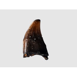 dent de dinosaure théropode Sauronitholestes langstoni - Maastrichtien (Sud Dakota)