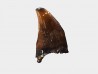 dinosaur tooth (theropod) Sauronitholestes langstoni - Maastrichtian (South Dakota)