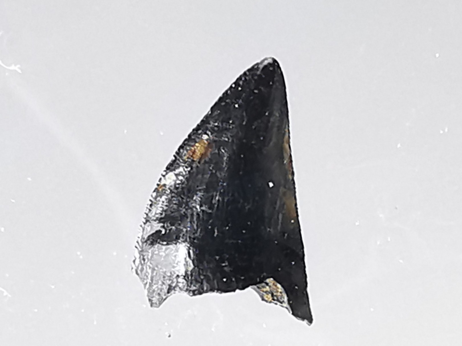 dent de dinosaure théropode Sauronitholestes langstoni- Maastrichtien (Sud Dakota)