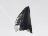 dent de dinosaure théropode Sauronitholestes langstoni- Maastrichtien (Sud Dakota)