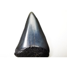 Fossil tooth of Great white shark: Carcharodon carcharias