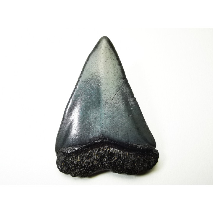 Fossil tooth of Great white shark: Carcharodon carcharias
