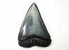 Dent fossile du GRAND REQUIN BLANC : Carcharodon carcharias