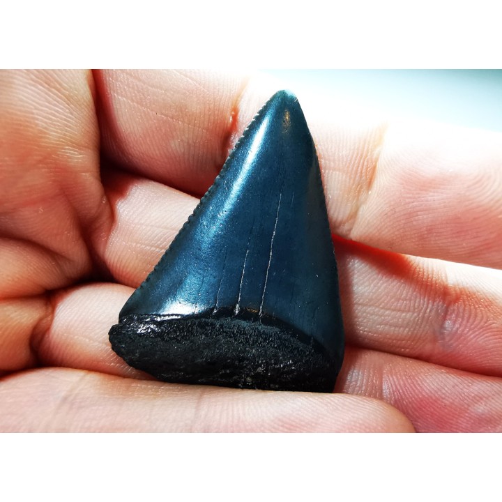 Dent fossile du GRAND REQUIN BLANC : Carcharodon carcharias