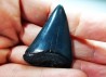 Fossil tooth of Great white shark: Carcharodon carcharias