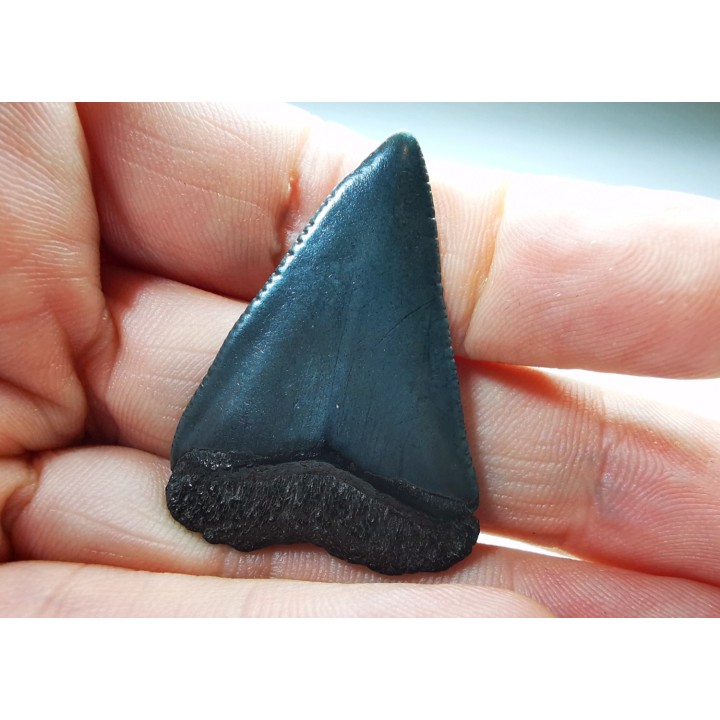 Dent fossile du GRAND REQUIN BLANC : Carcharodon carcharias