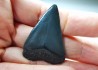 Dent fossile du GRAND REQUIN BLANC : Carcharodon carcharias