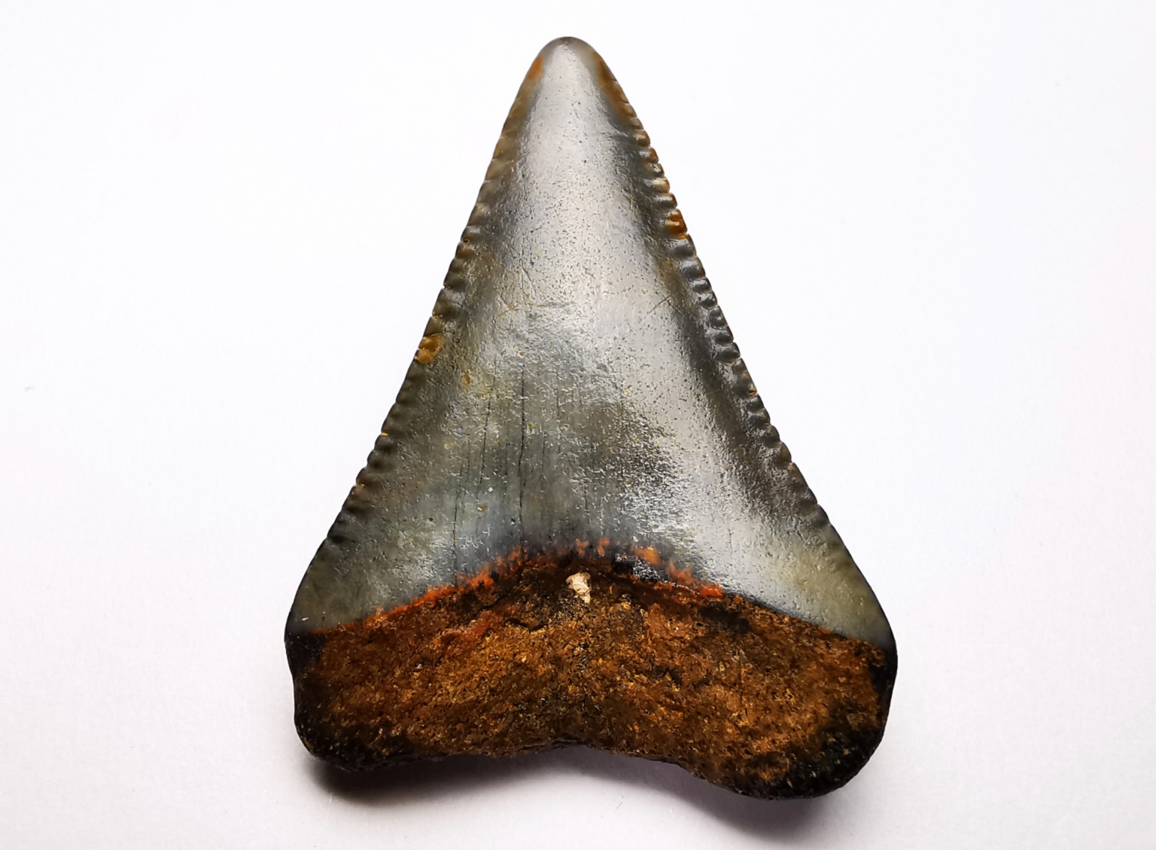 Fossil tooth of Great white shark: Carcharodon carcharias