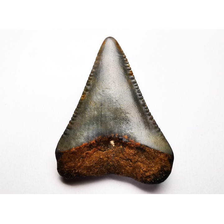 Fossil tooth of Great white shark: Carcharodon carcharias